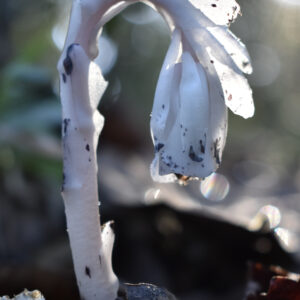 In Remembrance of All Hallows' Child