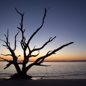 The Winds Made a Testament to Beauty From My Bones