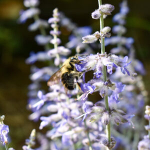 Bee With Russian Sage, 1