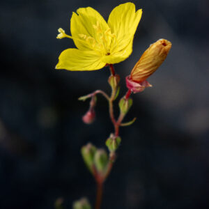 Sun Drops Light at Dusk