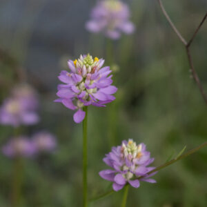 Appalachian Milkwort